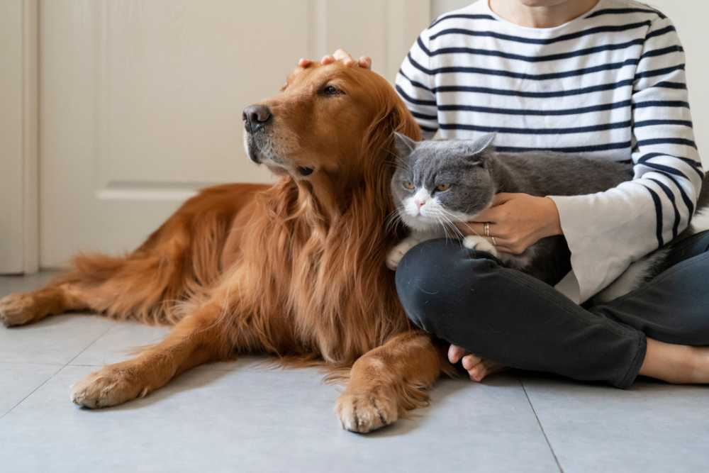 pet friendly rehab